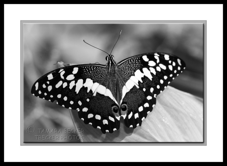 thoas swallowtail on leaf