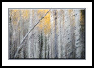 aspen trees with fall color