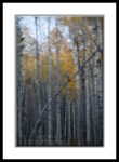 aspen trees with fall color