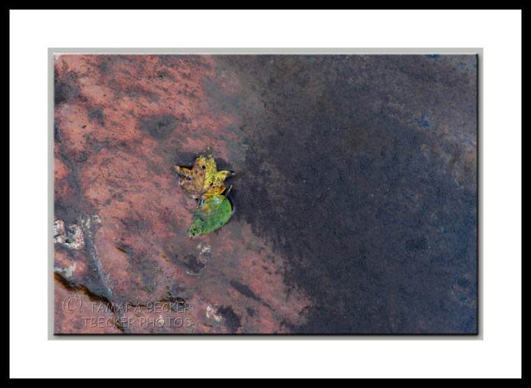 fallen leaves along Oak Creek in Sedona