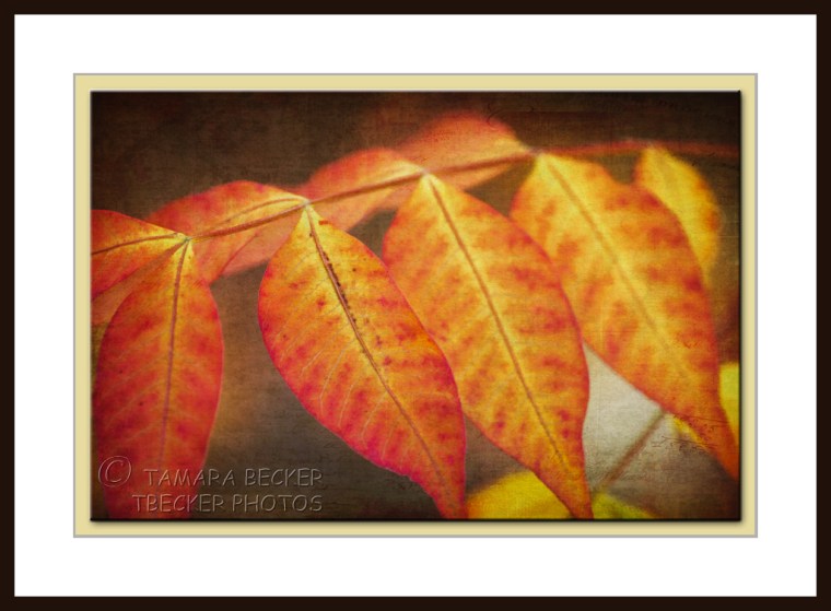 chinese pistachio leaves in autumn