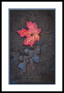 maple-leaf-oak-leaf-autumn-west-fork-2884