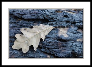 oak-leaf-burned-log-west-fork-2809