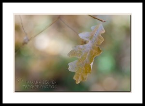 oak-leaf-west-fork-2913