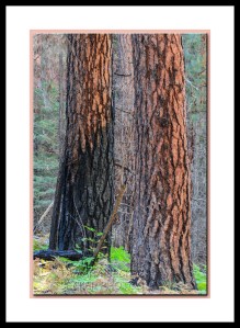 pine-trees-burned-west-fork-2813