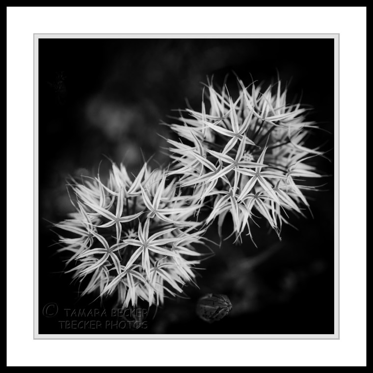 silver puff seed heads wildflower