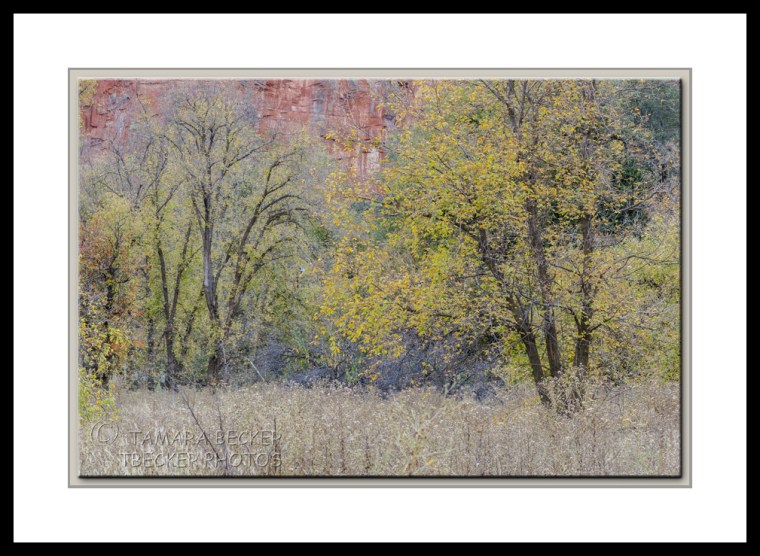 west-fork-fall-color=trees-2999