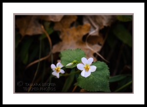white-wildflowers-oak-leaves-2986