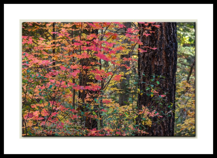 autumn-forest-west-fork-2877