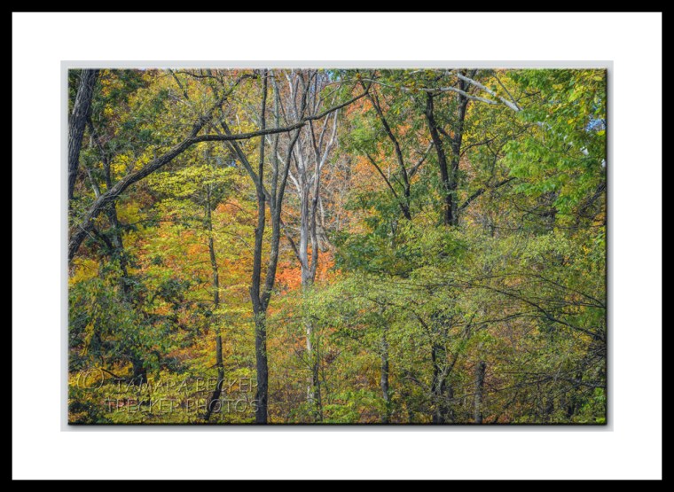 autumn color in the woods