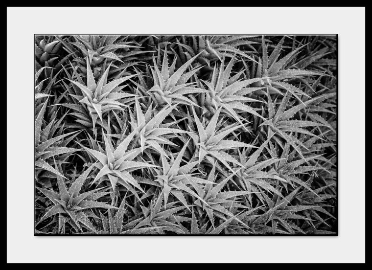 bromeliaceae at Desert Botanical Garden