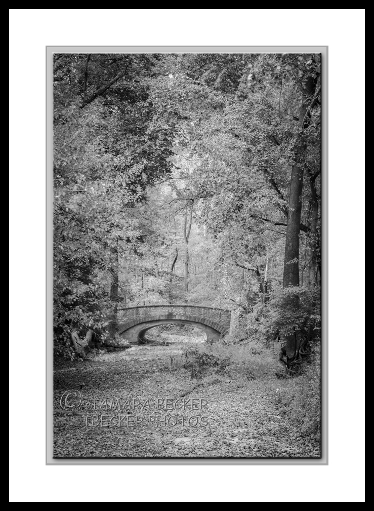 Stone Bridge In The Woods