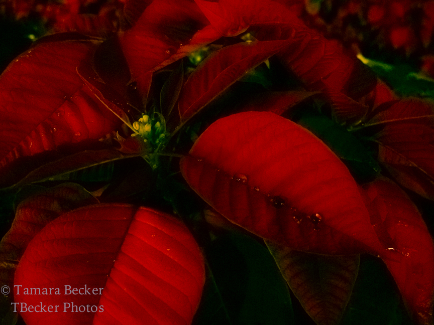 red poinsettias with raindrops