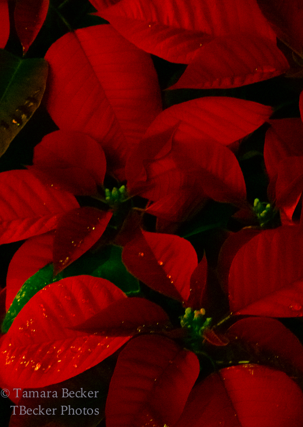 red poinsettias with raindrops