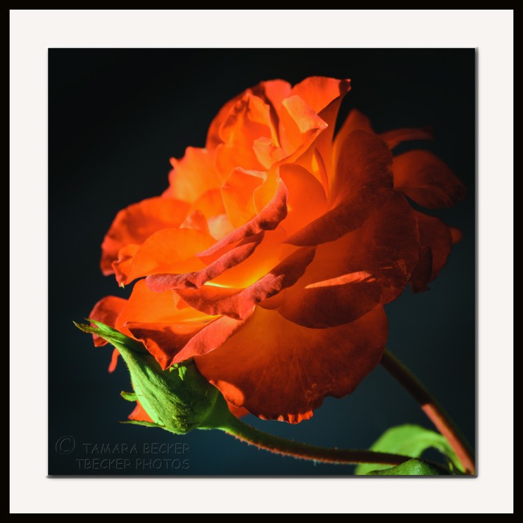 charisma rose in full bloom