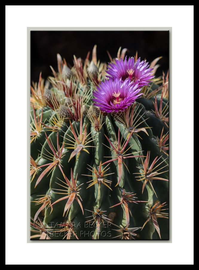 devil's tongue barrel cactus with pinkish purple blooms