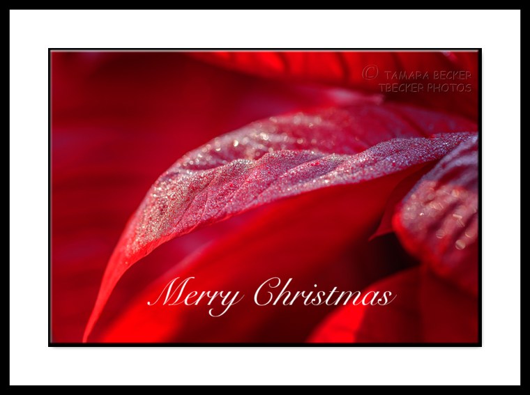 poinsettia with dewdrops at Desert Botanical Garden