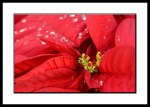 poinsettias with raindrops