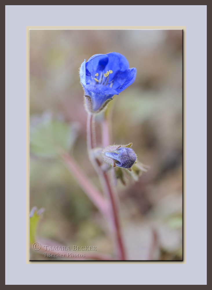 desert bluebells