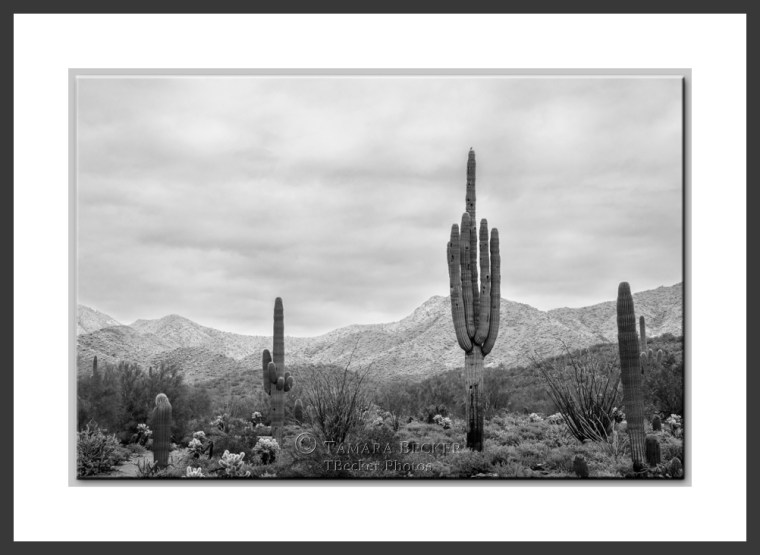 mcdowell mountain sonoran preserve dusted with snow