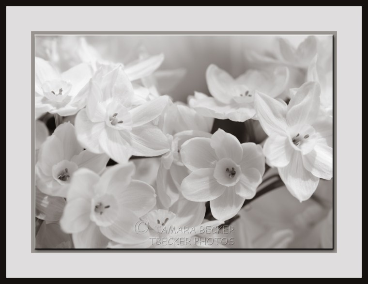 paper whites macro photography monochrome