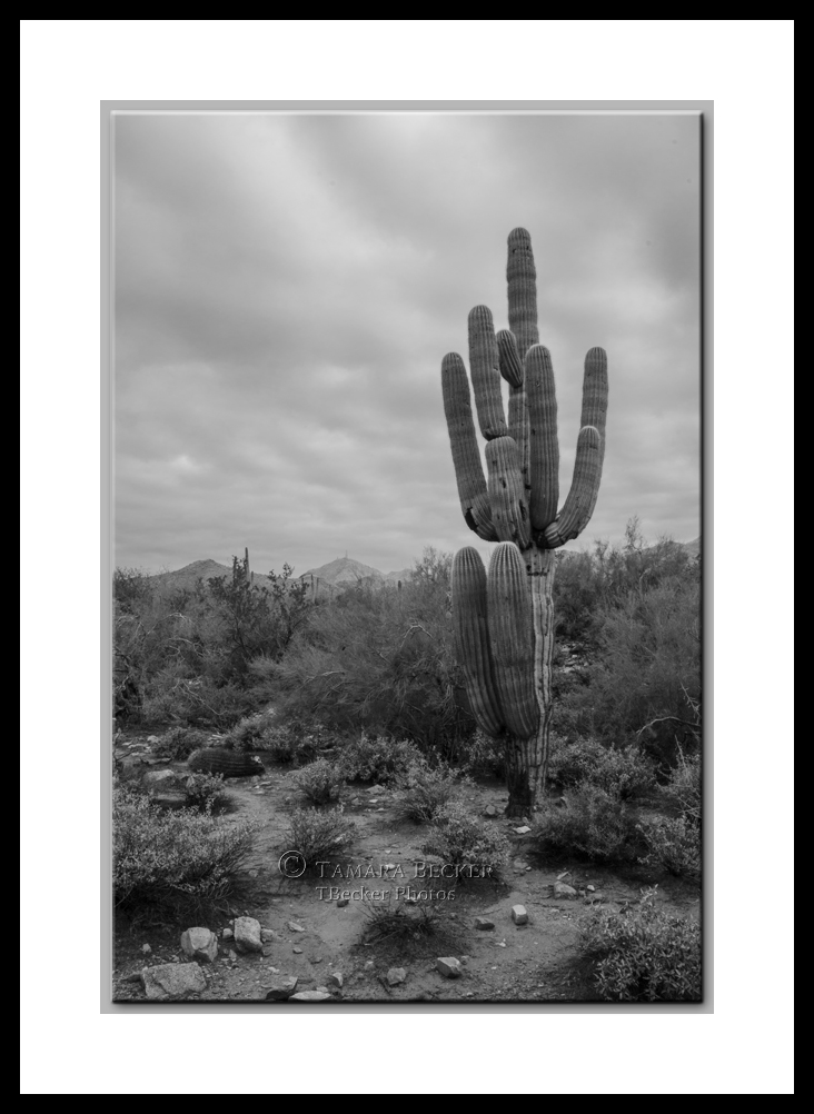 saguaro at mcdowell mountain sonoran preserve