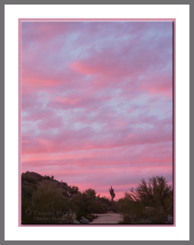 saguaro-cactus-pink-sunset-DSCN5635
