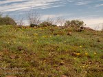 mexican gold poppies