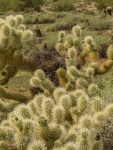 cholla with bird nest