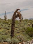 decaying saguaro cactus