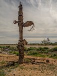 decayed saguaro cactus