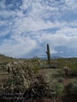 saguaro cactus in the sonoran desert
