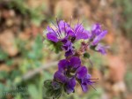 Scorpionweed