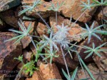 Lupine leaves covered in raindrops