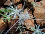 Lupine leaves covered in raindrops