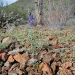 lupine and raindrops