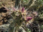 cholla cactus flower buds