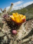buckhorn cholla flower