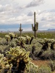 saguaro cactus in the sonoran desert