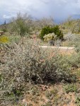 globemallow and storm clouds