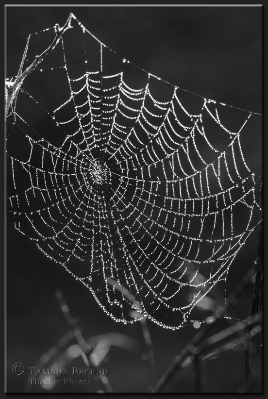 spider web covered in dew drops