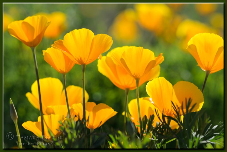 mexican gold poppies sonoran desert wildflowers