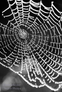 spider web covered in dew drops