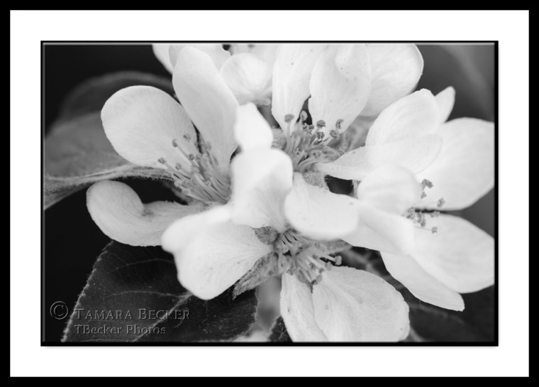 apple blossoms