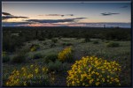 brittle bush at sunset at picacho peak state park