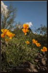 mexican gold poppies