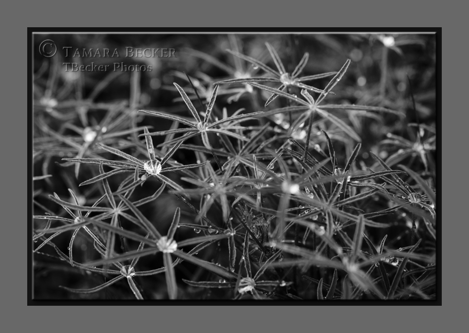 lupine and raindrops