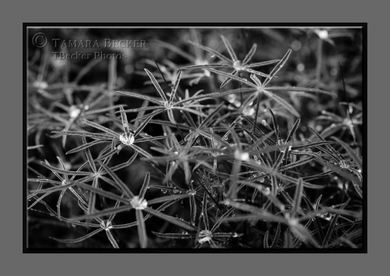 lupine and raindrops