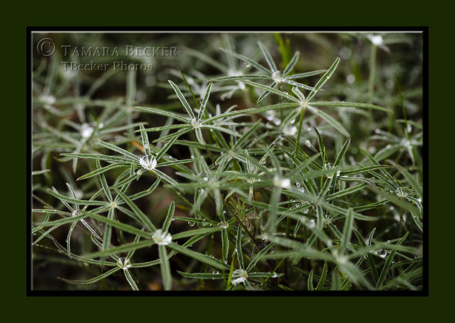 lupine and raindrops