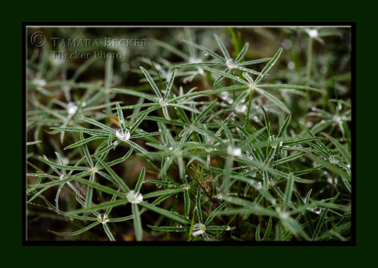 lupine and raindrops